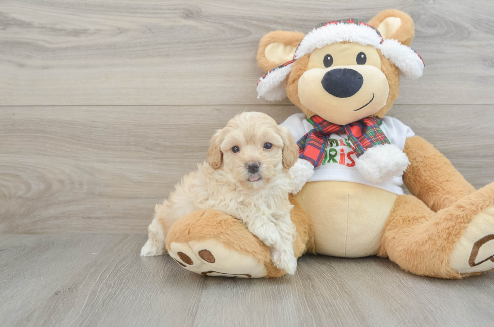 6 week old Maltipoo Puppy For Sale - Pilesgrove Pups