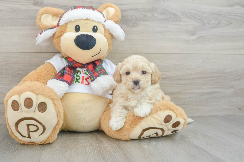 Maltipoo Pup Being Cute