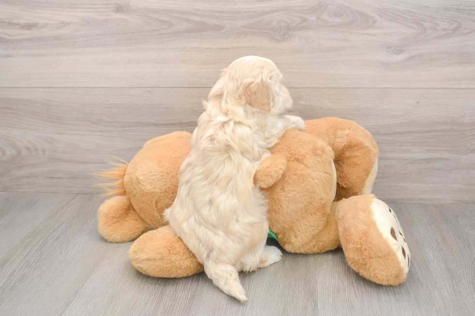 Maltipoo Pup Being Cute