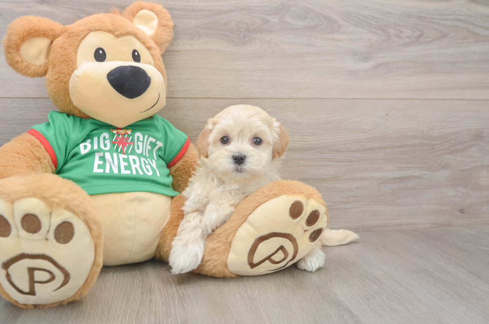 6 week old Maltipoo Puppy For Sale - Pilesgrove Pups