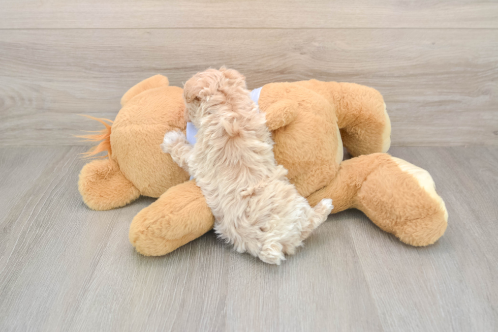 Maltipoo Puppy for Adoption