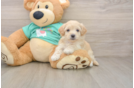 Maltipoo Pup Being Cute