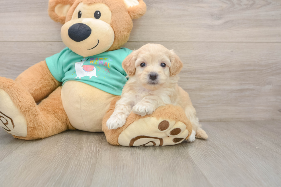 Maltipoo Pup Being Cute