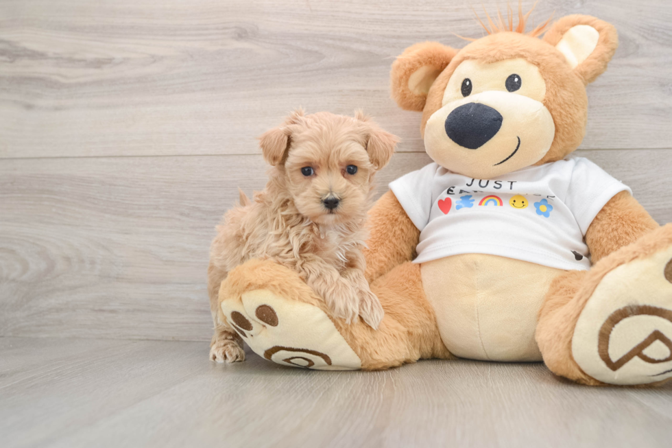 Maltipoo Pup Being Cute