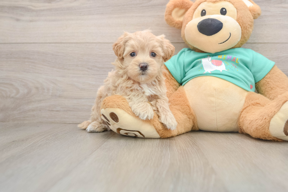 Little Maltepoo Poodle Mix Puppy
