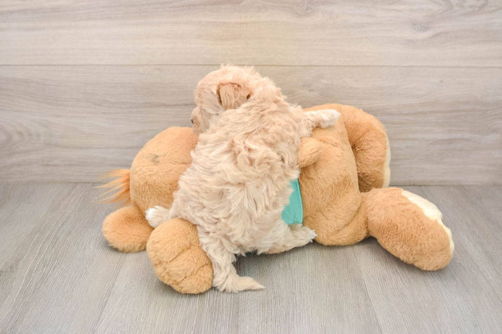 Maltipoo Puppy for Adoption