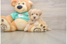 Maltipoo Pup Being Cute