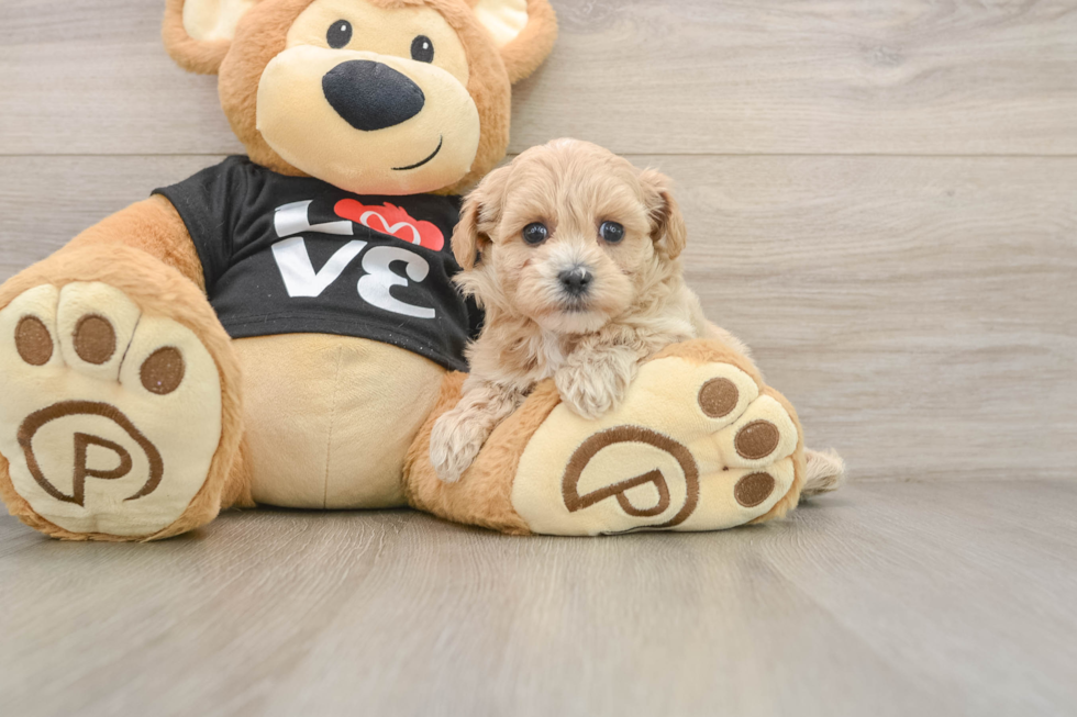 Happy Maltipoo Baby