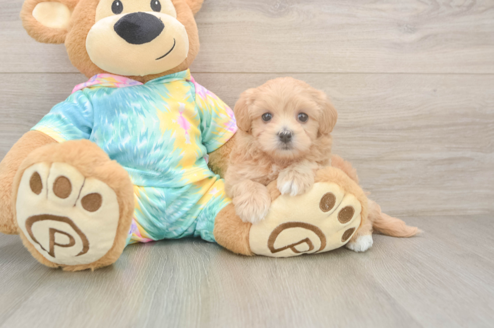 5 week old Maltipoo Puppy For Sale - Pilesgrove Pups