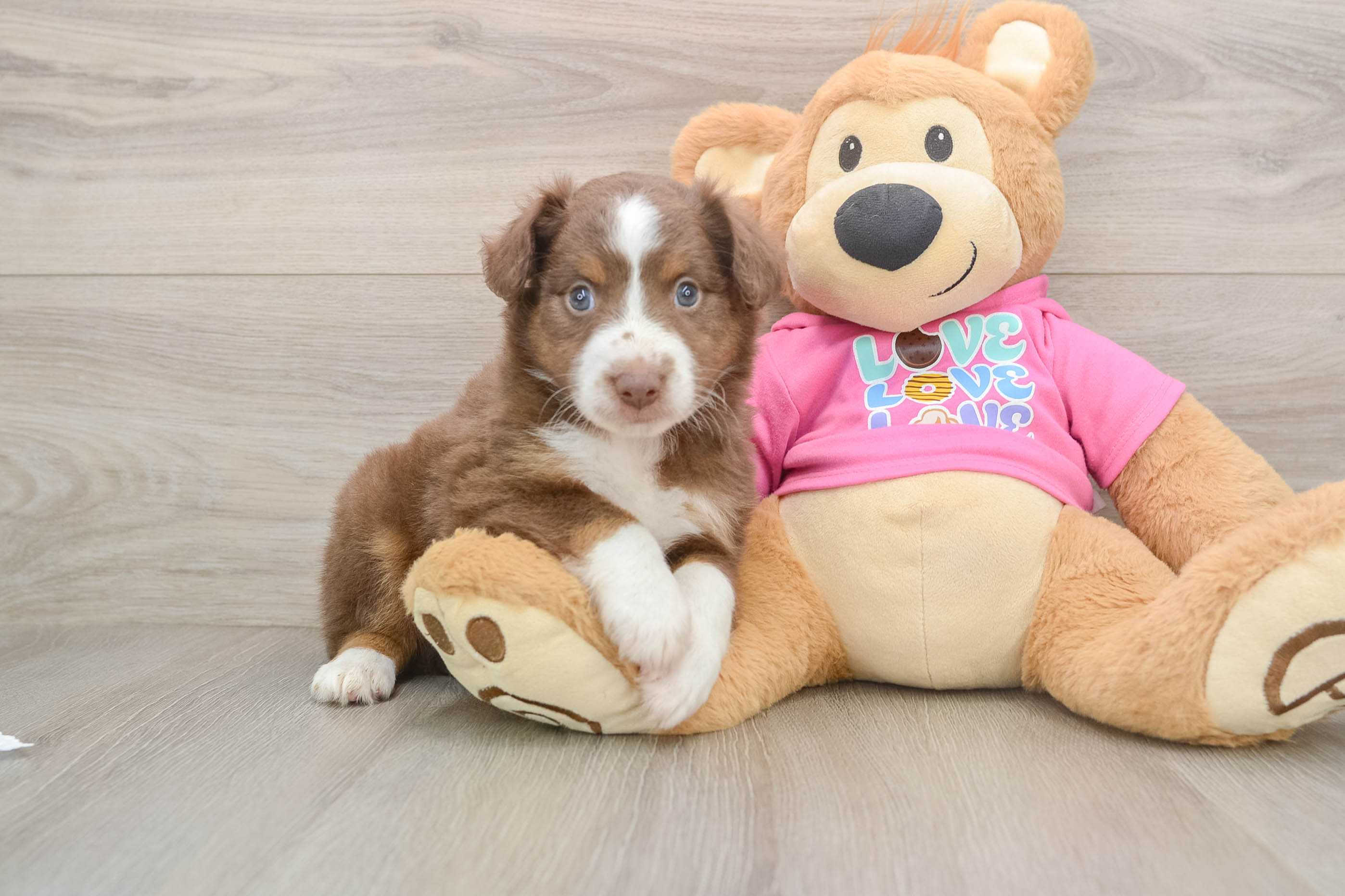 Little Mini Aussie Purebred Pup