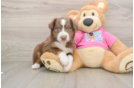 Little Mini Aussie Purebred Pup