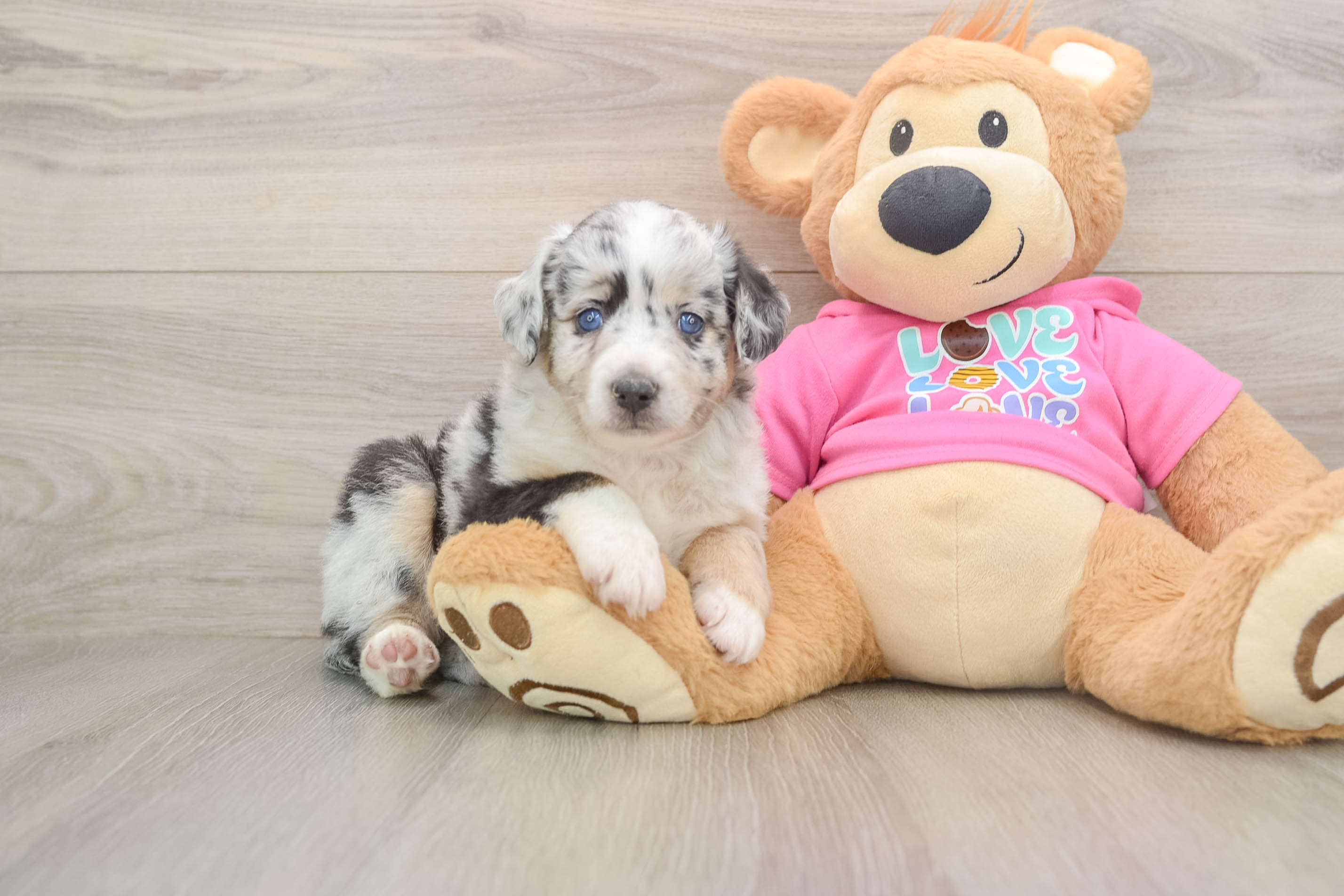 Akc Registered Mini Aussie Baby