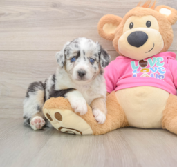 5 week old Mini Aussie Puppy For Sale - Pilesgrove Pups