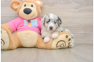 Friendly Mini Aussie Baby