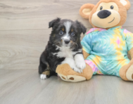 5 week old Mini Aussie Puppy For Sale - Pilesgrove Pups