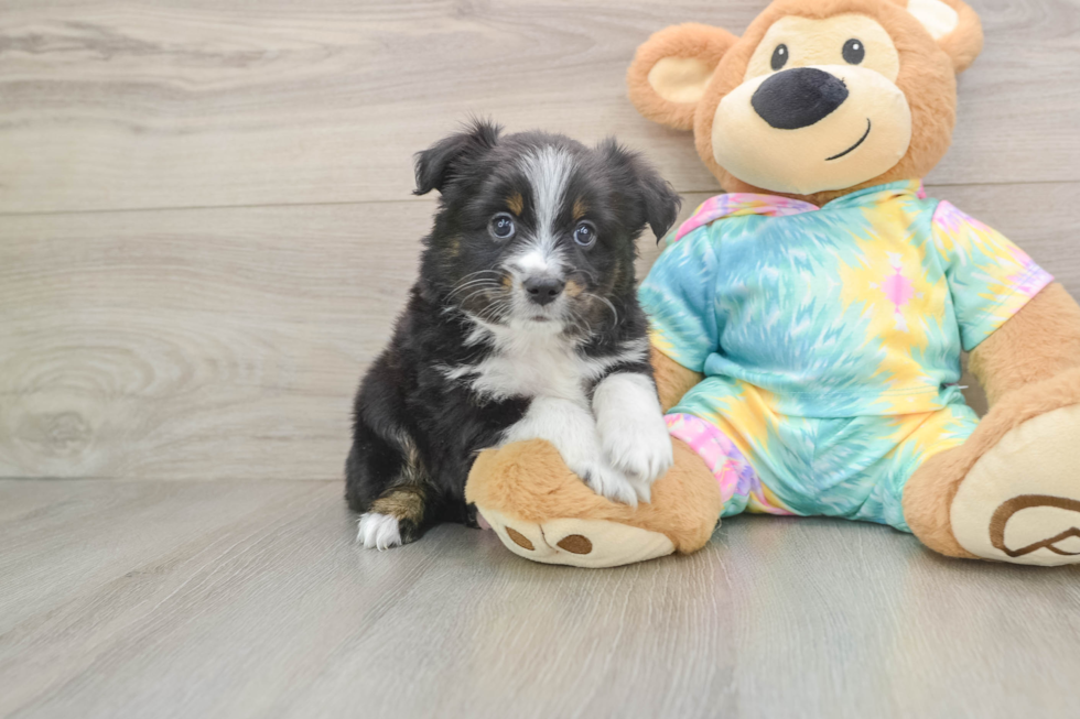 Best Mini Aussie Baby