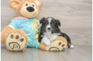 Cute Mini Australian Shepherd Purebred Puppy