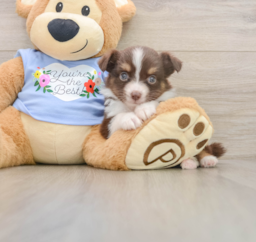 5 week old Mini Aussie Puppy For Sale - Pilesgrove Pups
