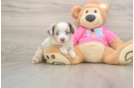 Mini Aussie Puppy for Adoption