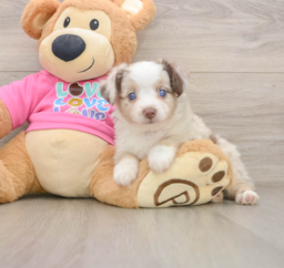 5 week old Mini Aussie Puppy For Sale - Pilesgrove Pups