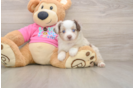 Cute Mini Australian Shepherd Purebred Puppy