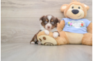 Small Mini Aussie Purebred Pup