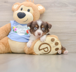 6 week old Mini Aussie Puppy For Sale - Pilesgrove Pups