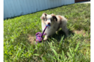 Cute Mini Aussie Purebred Pup