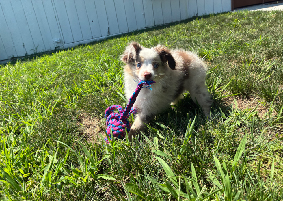 Cute Mini Aussie Purebred Pup