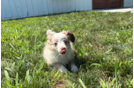 Mini Aussie Puppy for Adoption