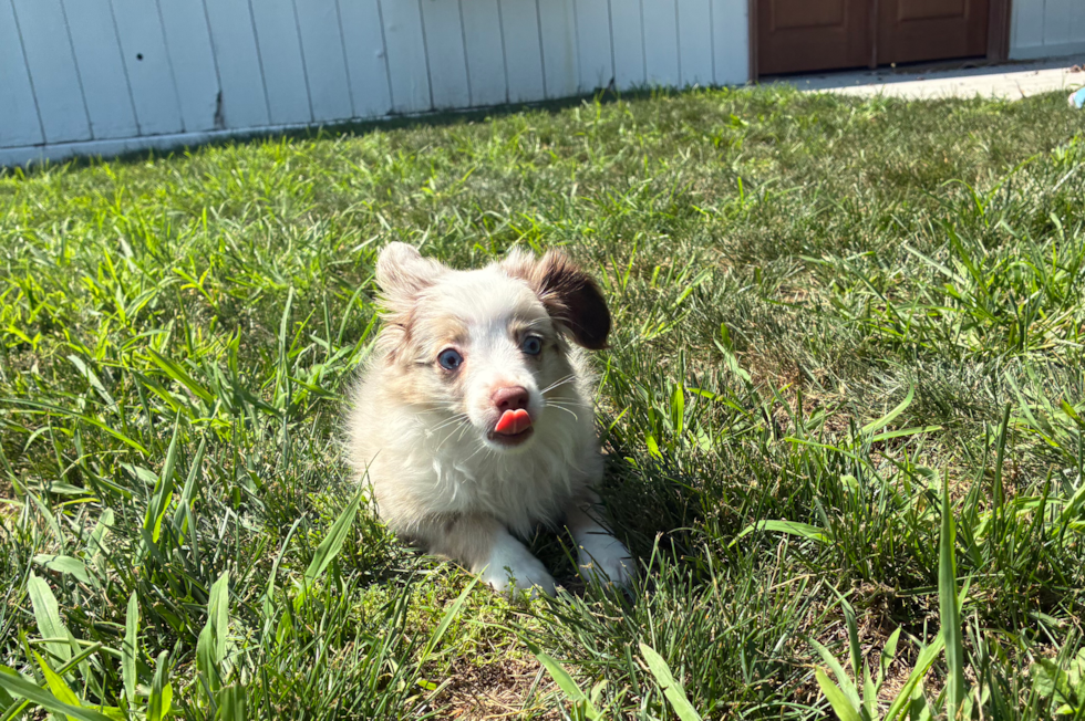Mini Aussie Puppy for Adoption