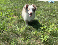 14 week old Mini Aussie Puppy For Sale - Pilesgrove Pups