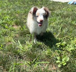 11 week old Mini Aussie Puppy For Sale - Pilesgrove Pups