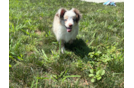 Mini Aussie Puppy for Adoption