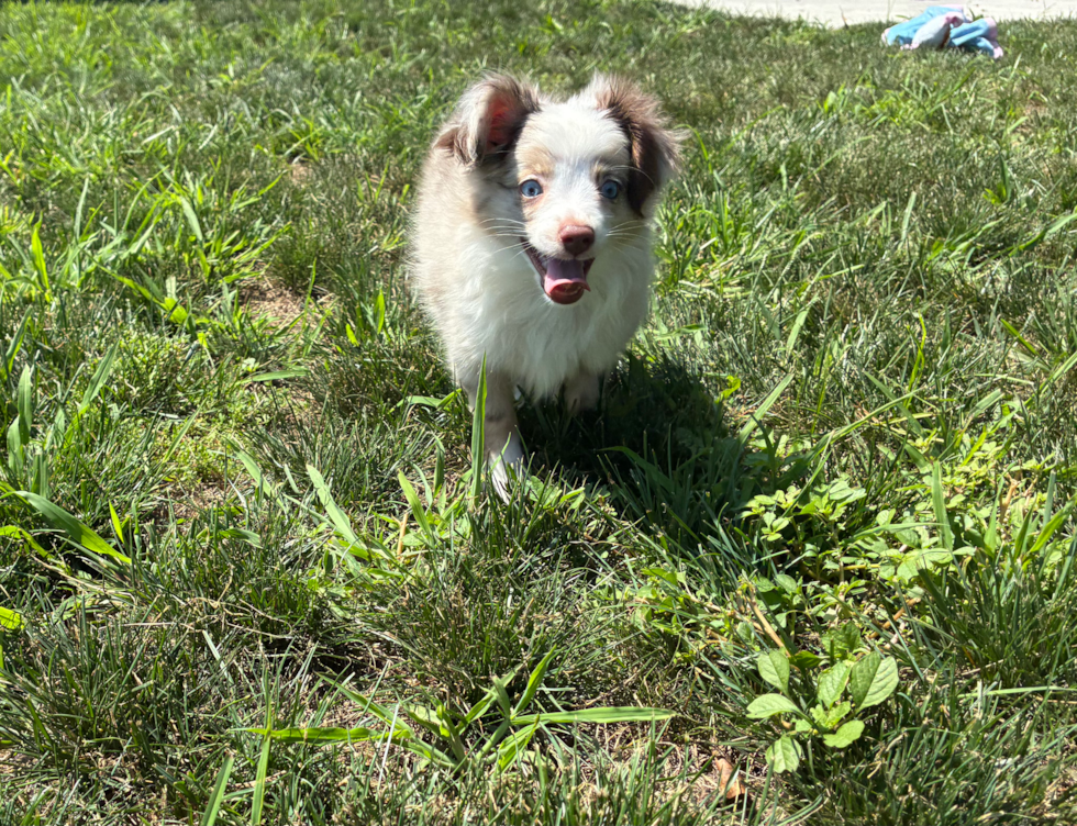 Mini Aussie Puppy for Adoption