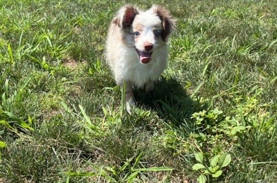 Mini Aussie Puppy for Adoption