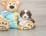 5 week old Mini Aussie Puppy For Sale - Pilesgrove Pups