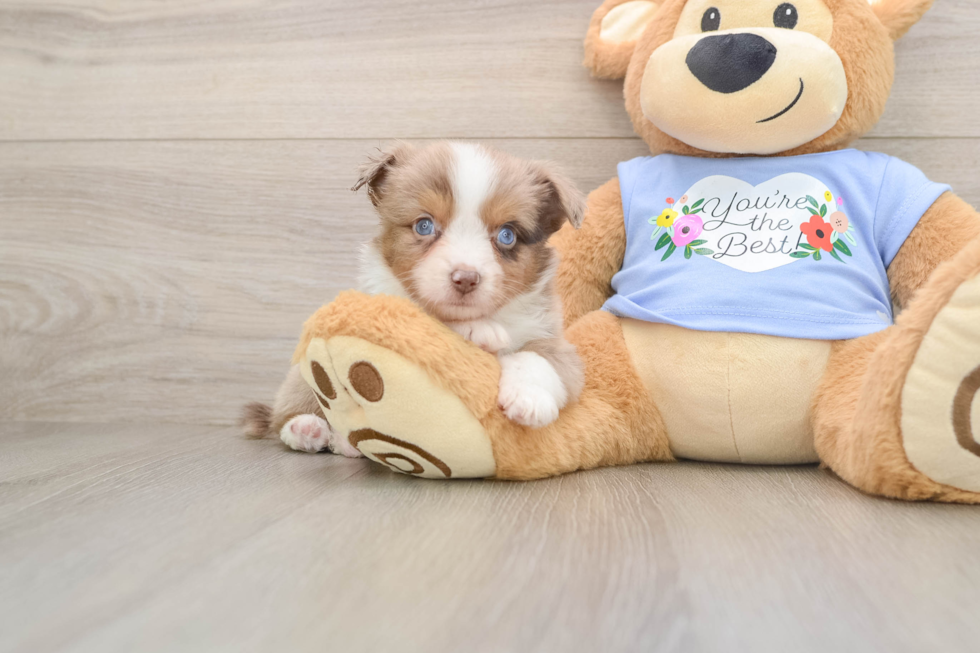 Mini Aussie Pup Being Cute