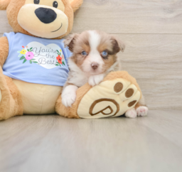 5 week old Mini Aussie Puppy For Sale - Pilesgrove Pups
