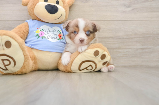 ASHTON, a Mini Aussie littermate