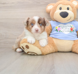 5 week old Mini Aussie Puppy For Sale - Pilesgrove Pups