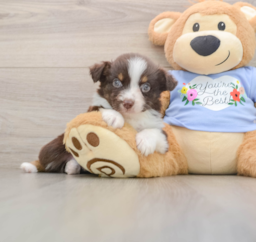 5 week old Mini Aussie Puppy For Sale - Pilesgrove Pups