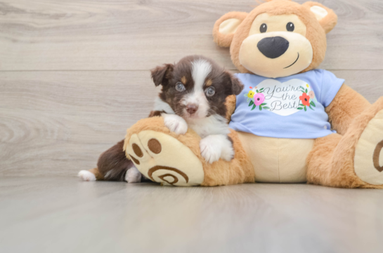 AUSTIN, a Mini Aussie littermate