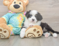 5 week old Mini Aussie Puppy For Sale - Pilesgrove Pups 5 week old Mini Aussie Puppy For Sale - Pilesgrove Pups