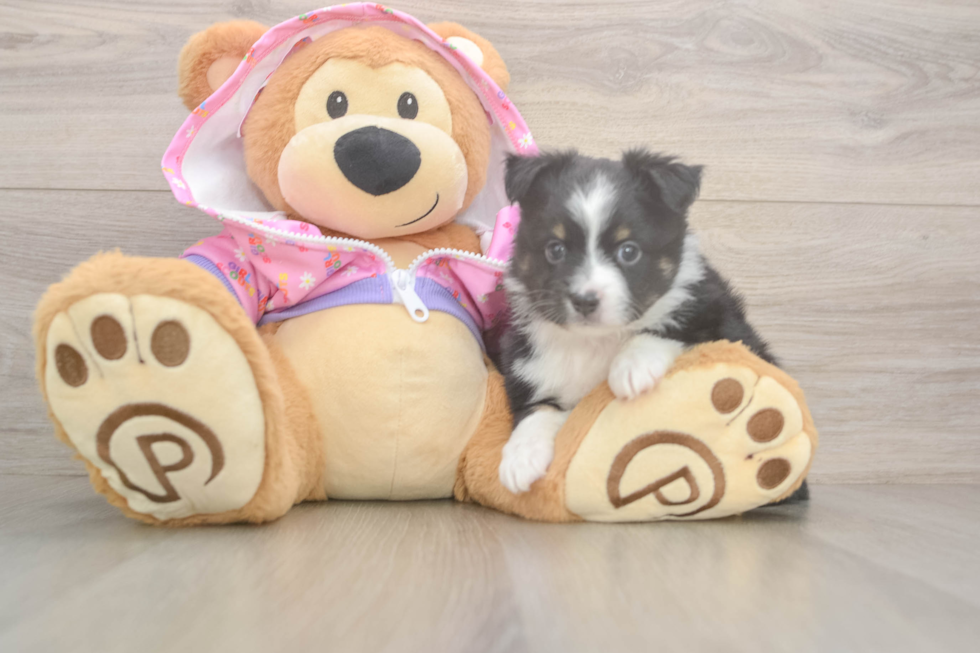 Hypoallergenic Mini Aussie Purebred Pup