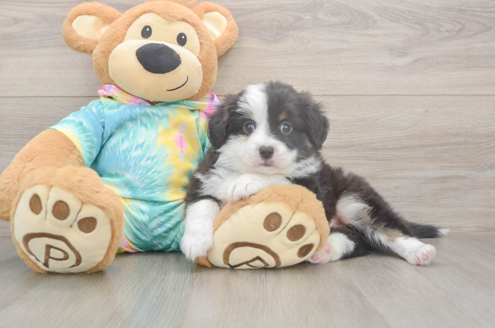 5 week old Mini Aussie Puppy For Sale - Pilesgrove Pups