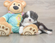 5 week old Mini Aussie Puppy For Sale - Pilesgrove Pups 5 week old Mini Aussie Puppy For Sale - Pilesgrove Pups