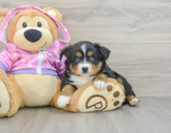 5 week old Mini Aussie Puppy For Sale - Pilesgrove Pups