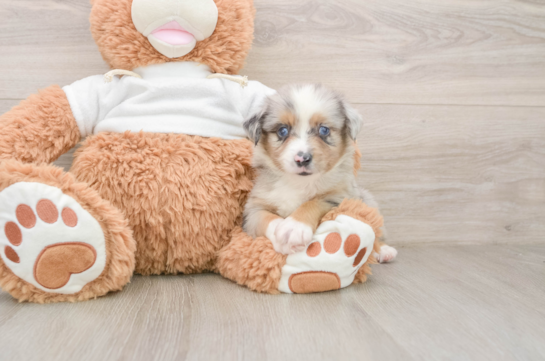 GAMBIT, a Mini Aussie littermate