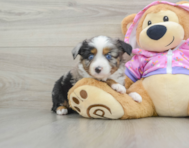 5 week old Mini Aussie Puppy For Sale - Pilesgrove Pups